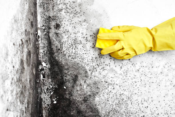 Why You Should Choose Our Mold Remediation Services in Norman Park, GA